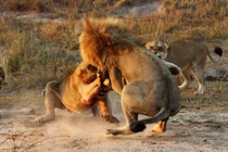 Sư tử hỗn chiến “long trời lở đất“
