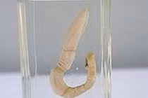 Những loài giun, sâu "quái, độc" nhất thế giới