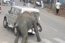 Những vụ voi điên quật chết người tàn khốc nhất