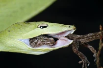 Tận mục loài rắn có thể tuẫn tiết vì con