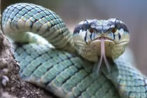 Điểm mặt những loài rắn "không chồng mà đẻ"