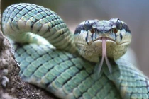 Điểm mặt những loài rắn "không chồng mà đẻ"