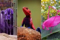 "Giật mình" với màu sắc kỳ dị của động vật