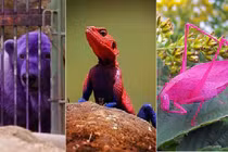 "Giật mình" với màu sắc kỳ dị của động vật