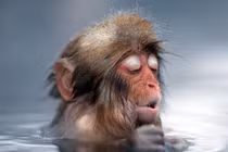 Chết cười với khuôn mặt “phê” của khỉ khi..."hưởng thụ"