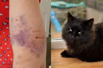 Hãi hùng mèo “ác quỷ” tấn công người