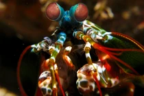 Những quái thú có thể khiến bạn "chết khiếp"