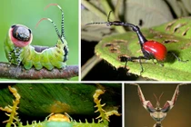 Chiêm ngưỡng côn trùng kỳ dị bậc nhất thế giới