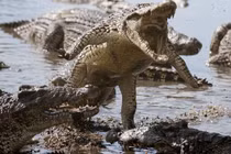 Cận cảnh cú đớp chết chóc của cá sấu khủng (4)