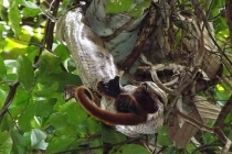 Những phát hiện kỳ lạ nhất về động vật năm 2013