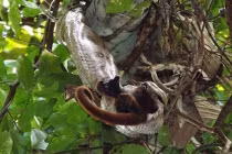 Những phát hiện kỳ lạ nhất về động vật năm 2013