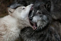 Những trận chiến đẫm máu của động vật (13) 