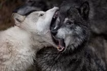 Những trận chiến đẫm máu của động vật (13) 