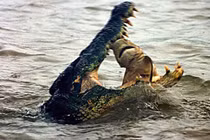 Cận cảnh cú đớp chết chóc của cá sấu khủng (8) 