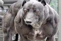 Phát sốt với những chú chó cơ bắp khủng nhất thế giới