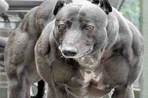 Phát sốt với những chú chó cơ bắp khủng nhất thế giới