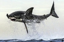 Lạnh người trước cú đớp chết chóc của cá mập trắng