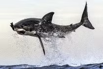 Lạnh người trước cú đớp chết chóc của cá mập trắng