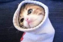 Những chốn thư giãn ... siêu quái lạ của mèo