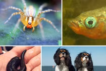 Những bộ não động vật "quái thai" nhất thế giới