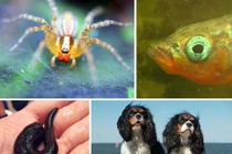 Những bộ não động vật "quái thai" nhất thế giới