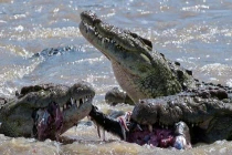 Cận cảnh cú đớp chết chóc của cá sấu khủng (10)