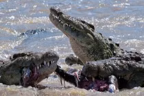 Cận cảnh cú đớp chết chóc của cá sấu khủng (10)