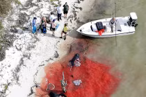 Kinh hoàng máu xác cá voi nhuộm đỏ bờ biển 