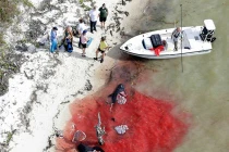 Kinh hoàng máu xác cá voi nhuộm đỏ bờ biển 