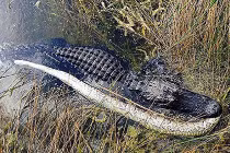 Trăn chết thảm dưới hàm cá sấu