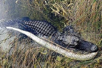 Trăn chết thảm dưới hàm cá sấu