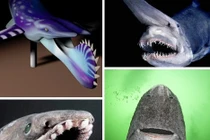 10 loài cá mập “sát thủ” nhất đại dương