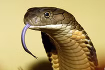 Những “quái thú” có thể là ân nhân của con người