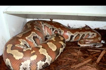 Cận cảnh loài trăn khổng lồ kỳ bí ở Việt Nam