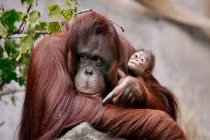 Chân tướng những loài vật thông minh nhất thế giới