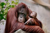 Chân tướng những loài vật thông minh nhất thế giới