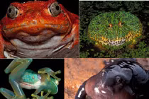 Các loài ếch “quái dị” khó tưởng 