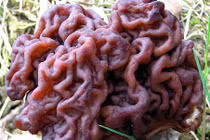 Nấm răng chảy máu và những loại nấm kỳ quái nhất