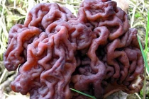 Nấm răng chảy máu và những loại nấm kỳ quái nhất