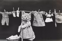 Thích thú với hình ảnh lạ lẫm của tiểu hổ (1)