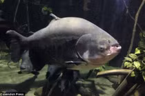 Tội phạm siêu quái, dùng cá buôn lậu cocaine