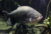 Tội phạm siêu quái, dùng cá buôn lậu cocaine