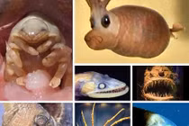  “Rợn người” với “quái vật” dưới đáy đại dương