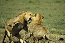 Những trận chiến đẫm máu của động vật (18) 