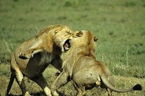 Những trận chiến đẫm máu của động vật (18) 