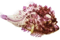 Dung nhan của những con cá chỉ có da bọc xương