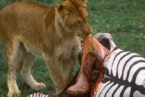 Những trận chiến đẫm máu của động vật (14) 