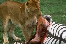 Những trận chiến đẫm máu của động vật (14) 