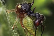 Những “tam sao thất bản” của kiến sát thủ 