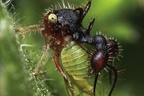 Những “tam sao thất bản” của kiến sát thủ 